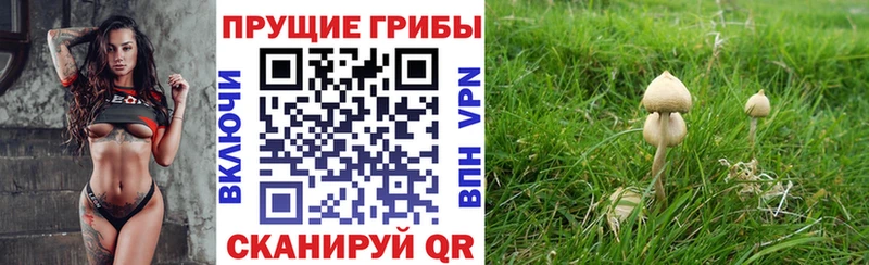 Галлюциногенные грибы мицелий  купить наркоту  МЕГА маркетплейс  Богданович 